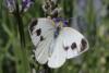 Pieris mannii